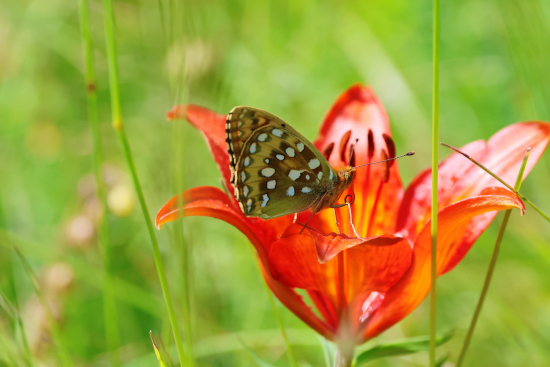 Ein Schmetterling sitzt auf der leuchtend orangefarbenen Blüte einer Feuerlilie (Lilium bulbiferum) im Sonnenlicht.