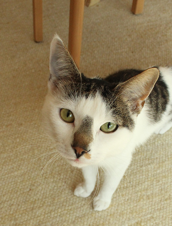 Weiß-getigerte Katze mit aufmerksamem Blick und grünen Augen