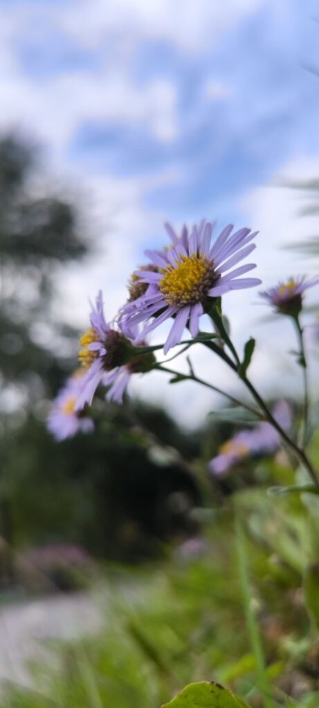 Violette Herbstaster im Licht vor unscharfem Gartenhintergrund